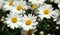 Flora of Gran Canaria -  Argyranthemum, marguerite daisy