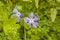 Flora of Gran Canaria - bigleaf periwinkle