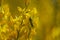 Flora of Gran Canaria -  bright yellow flowers of Teline microphylla, broom species endemic to the island, and small mantis Ameles