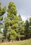 Flora of Gran Canaria - Canarian Pines
