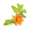 Flora of Gran Canaria - Canarina canariensis, Canary bellflower isolated