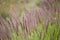 Flora of Gran Canaria -  Cenchrus setaceus, crimson fountaingrass, highly invasive species