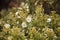 Flora of Gran Canaria - Cistus monspeliensis