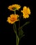 Flora of Gran Canaria -  Coleostephus myconis, corn marigold