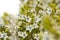 Flora of Gran Canaria - Echium decaisnei