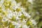 Flora of Gran Canaria - Echium decaisnei