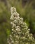 Flora of Gran Canaria - Erica arborea