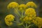 Flora of Gran Canaria -  Ferula linkii, Giant Canary Fennel