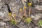 flora of Gran Canaria, Flowering Aeonium simsii