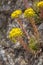 flora of Gran Canaria, Flowering Aeonium simsii