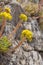 flora of Gran Canaria, Flowering Aeonium simsii