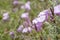 flora of Gran Canaria, Flowering Convolvulus althaeoides