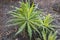 Flora of Gran Canaria - flowering endemic Sonchus canariensis