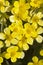 flora of Gran Canaria, Flowering Ranunculus cortusifolius