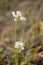 Flora of Gran Canaria - flowering rosy garlic