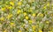 flora of Gran Canaria, Flowering Trifolium arvense
