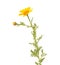 Flora of Gran Canaria - flowering yellow Glebionis coronaria aka garland chrysanthemum