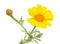 Flora of Gran Canaria - flowering yellow Glebionis coronaria aka garland chrysanthemum