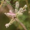 Flora of Gran Canaria - inflorescences of small pink flowers of Tamarix canariensis,  plant endemic to Canary Islands