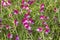 Flora of Gran Canaria - Lathyrus clymenum; Spanish vetchling
