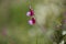 Flora of Gran Canaria -  Lathyrus clymenum, Spanish vetchling