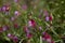 Flora of Gran Canaria -  Lathyrus clymenum, Spanish vetchling