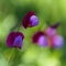 Flora of Gran Canaria - Lathyrus clymenum, Spanish vetchling