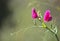 Flora of Gran Canaria -  Lathyrus tingitanus, Tangier pea