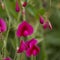 Flora of Gran Canaria -  Lathyrus tingitanus, Tangier pea