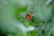 Flora of Gran Canaria - Lycium intricatum, sea box-thorn