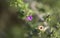 Flora of Gran Canaria - Lycium intricatum, sea box-thorn