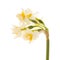 Flora of Gran Canaria - Narcissus tazetta