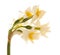 Flora of Gran Canaria - Narcissus tazetta