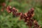 Flora of Gran Canaria - orange and red flowers of Scrophularia calliantha