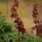 Flora of Gran Canaria - orange and red flowers of Scrophularia calliantha