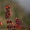 Flora of Gran Canaria - orange and red flowers of Scrophularia calliantha