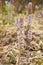 Flora of Gran Canaria - Orobanche ramosa