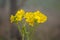 Flora of Gran Canaria - Ranunculus cortusifolius