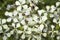 flora of Gran Canaria, Raphanus raphanistrum