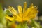 Flora of Gran Canaria -  Scolymus grandiflorus