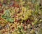 Flora of Gran Canaria - Sedum rubens, red stonecrop