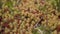 Flora of Gran Canaria - Sedum rubens, red stonecrop