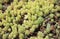 Flora of Gran Canaria - Sedum rubens, red stonecrop