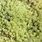 Flora of Gran Canaria - Sedum rubens, red stonecrop
