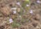 Flora of Gran Canaria - small pink flowers of Petrorhagia nanteuilii
