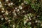 Flora of Gran Canaria - thread-like tangled stems of Cuscuta approximata aka dodder parasitic plant natural macro floral