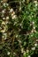 Flora of Gran Canaria - thread-like tangled stems of Cuscuta approximata aka dodder parasitic plant natural macro floral