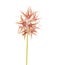 Flora of Gran Canaria - Trifolium stellatum