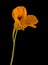 Flora of Gran Canaria - Tropaeolum majus, the garden nasturtium, introduced and invasive plant, edible