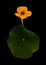 Flora of Gran Canaria - Tropaeolum majus, the garden nasturtium, introduced and invasive plant, edible
